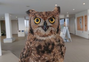 【仙台うみの杜水族館】うみの杜ブログ更新しました📝‼️今回はアフリカワシミミズクのチョウジくんについてです〜！チョウジ... [仙台うみの杜水族館公式Twitter]